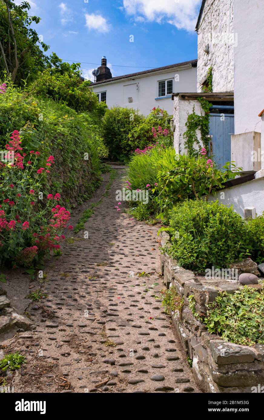 The cottages and holiday cottages at the charming holiday destination of Bucks Mills on the South West coastal path in North Devon, South West, Uk Stock Photo