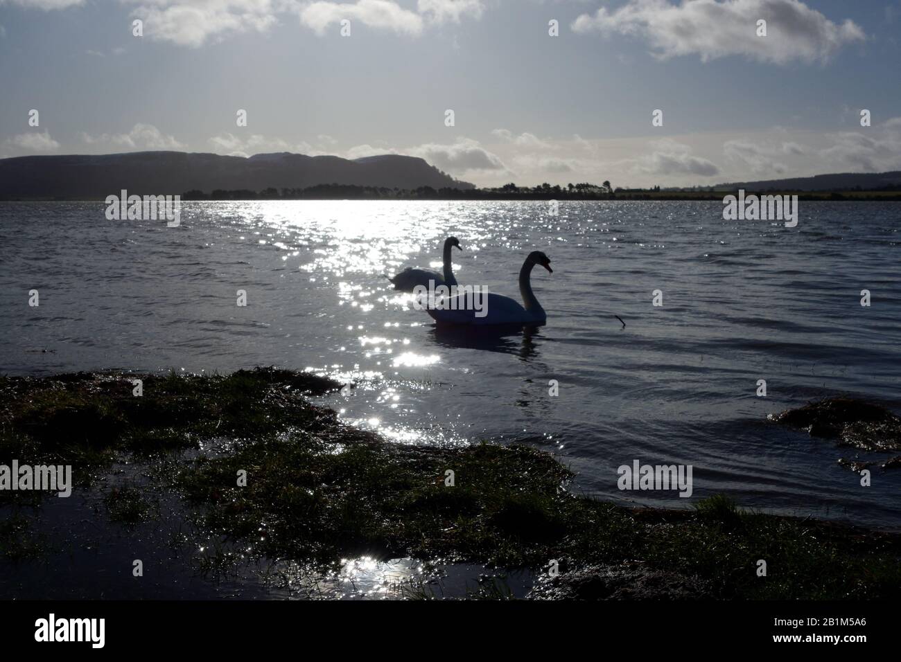 Swans silhouetted on  Loch Leven, Kinross, Scotland. Stock Photo