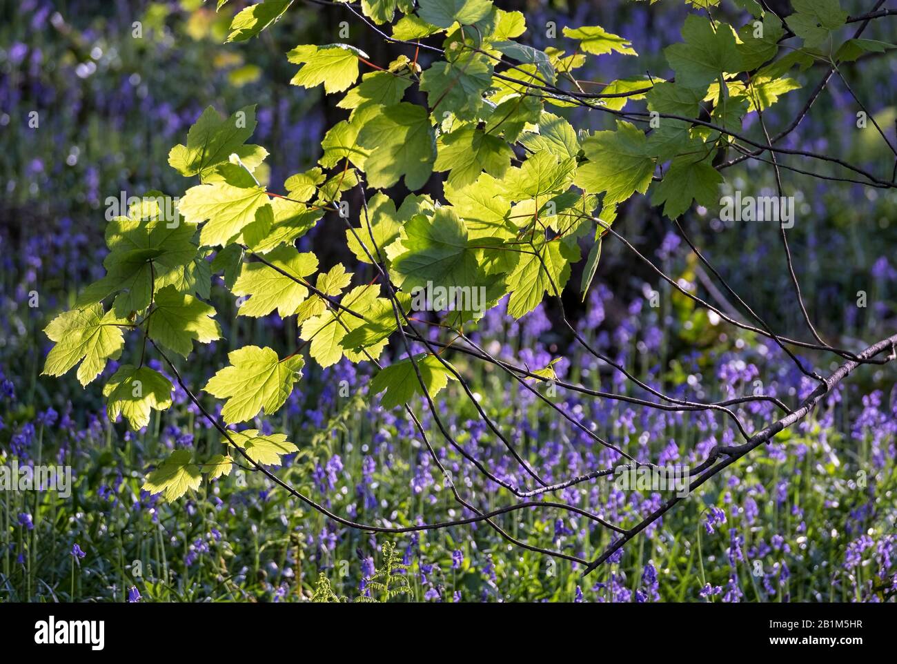 Wild bluebells in the North Devon countryside, spring flowers, nature, green leaves, South West, UK Stock Photo