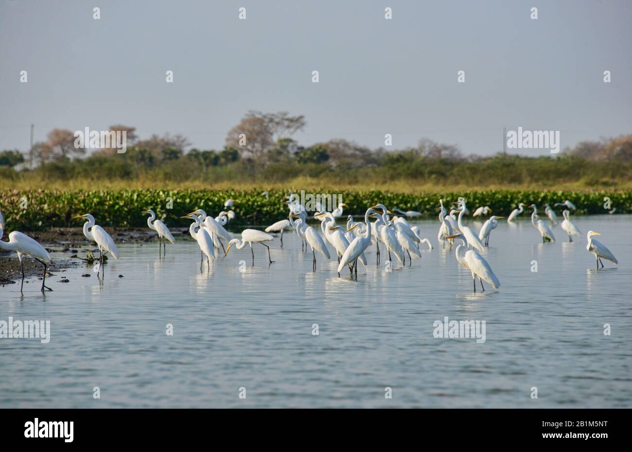 Great egrets (Ardea alba) on the Rio Magdalena, Santa Cruz de Mompox, Bolivar, Colombia Stock Photo