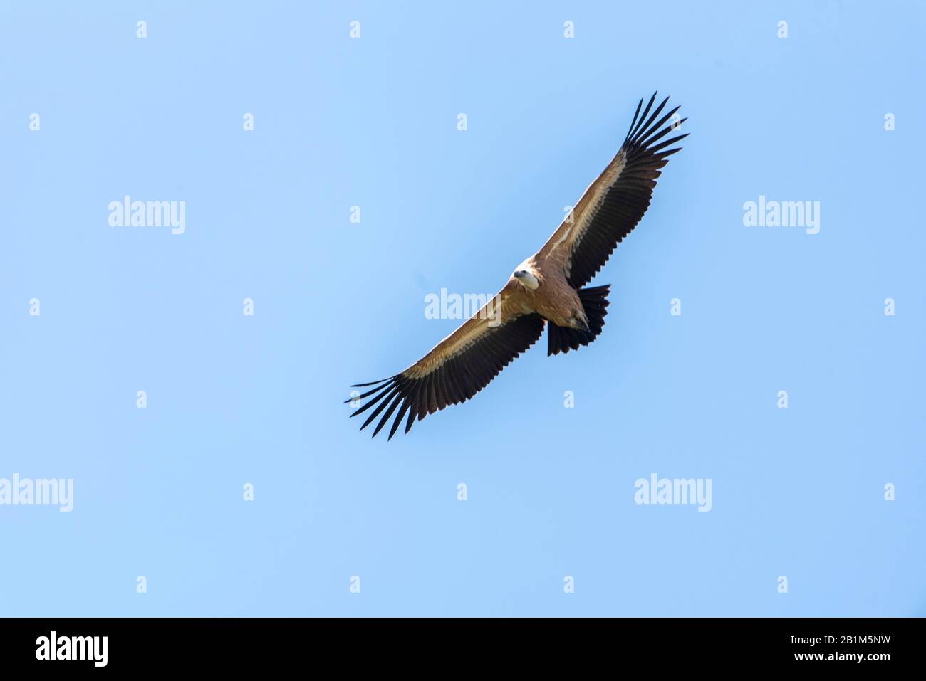 Large Bird Griffon Vulture Flying High In The Sky Stock Photo - Alamy