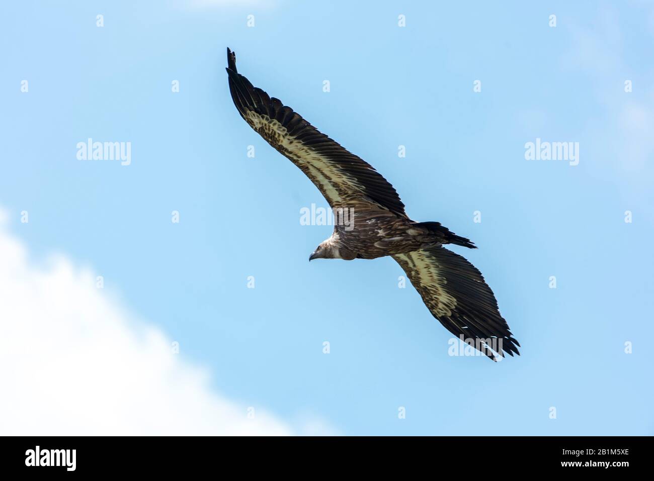 Large Bird Griffon Vulture Flying High In The Sky Stock Photo Alamy