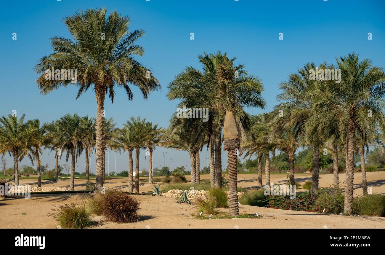 Panorama. Plantation of date palms. The image depicts advanced tropical agriculture in the Arab countries Stock Photo