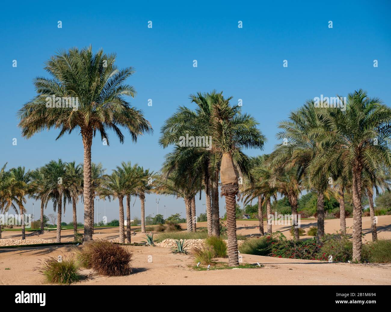 Panorama. Plantation of date palms. The image depicts advanced tropical agriculture in the Arab countries Stock Photo