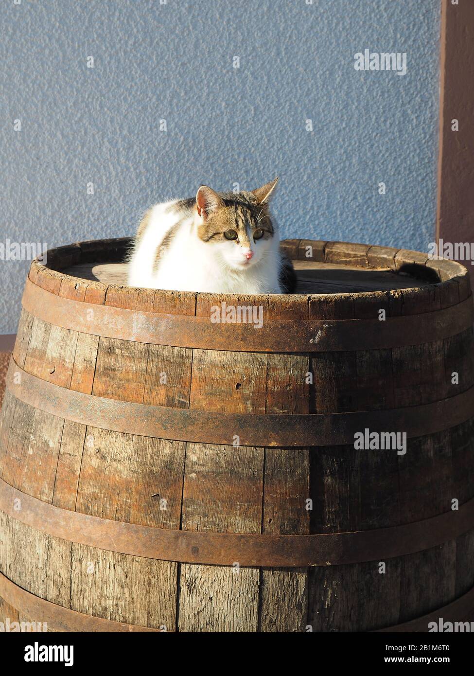 Cat on the old wooden barrel Stock Photo