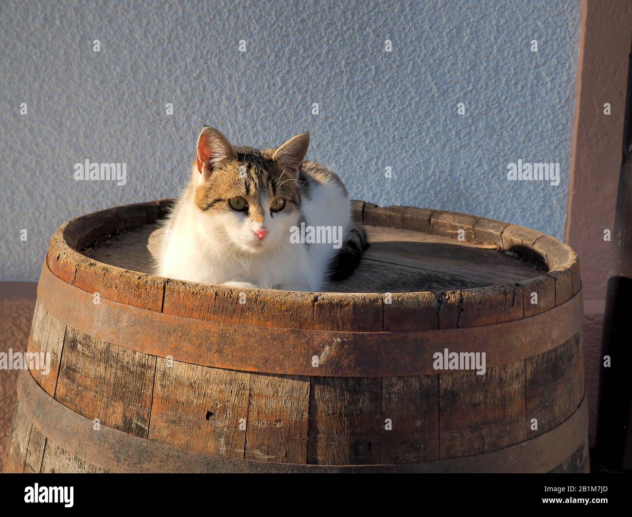 Cat on the old wooden barrel Stock Photo