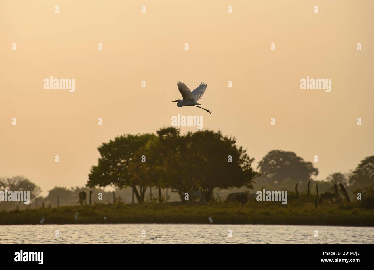 Wildlife on the Rio Magdalena, Santa Cruz de Mompox, Bolivar, Colombia Stock Photo