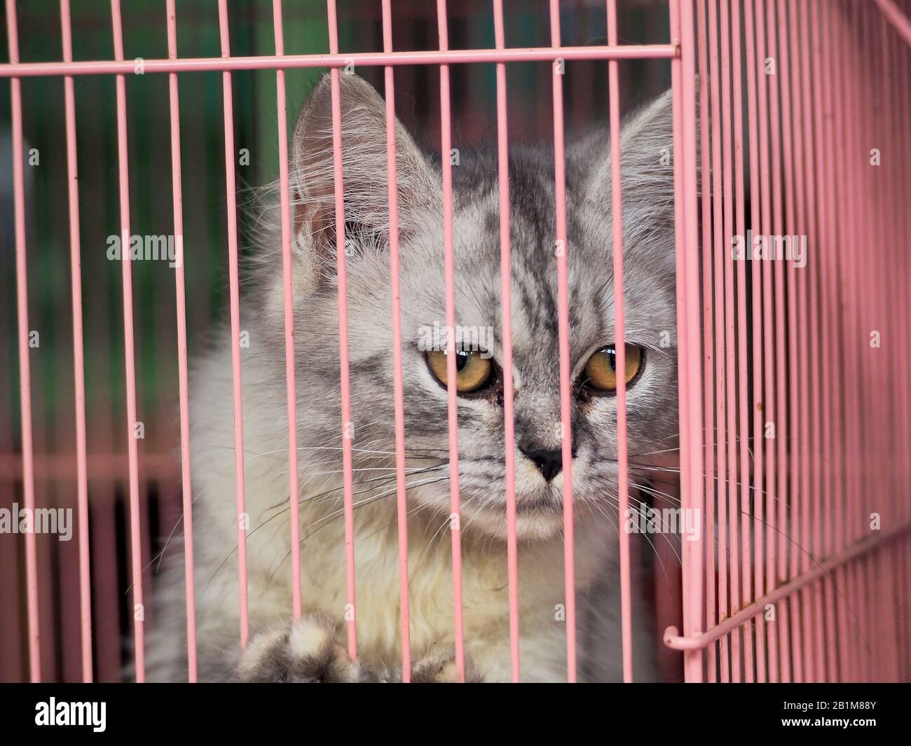 caging a cat at night