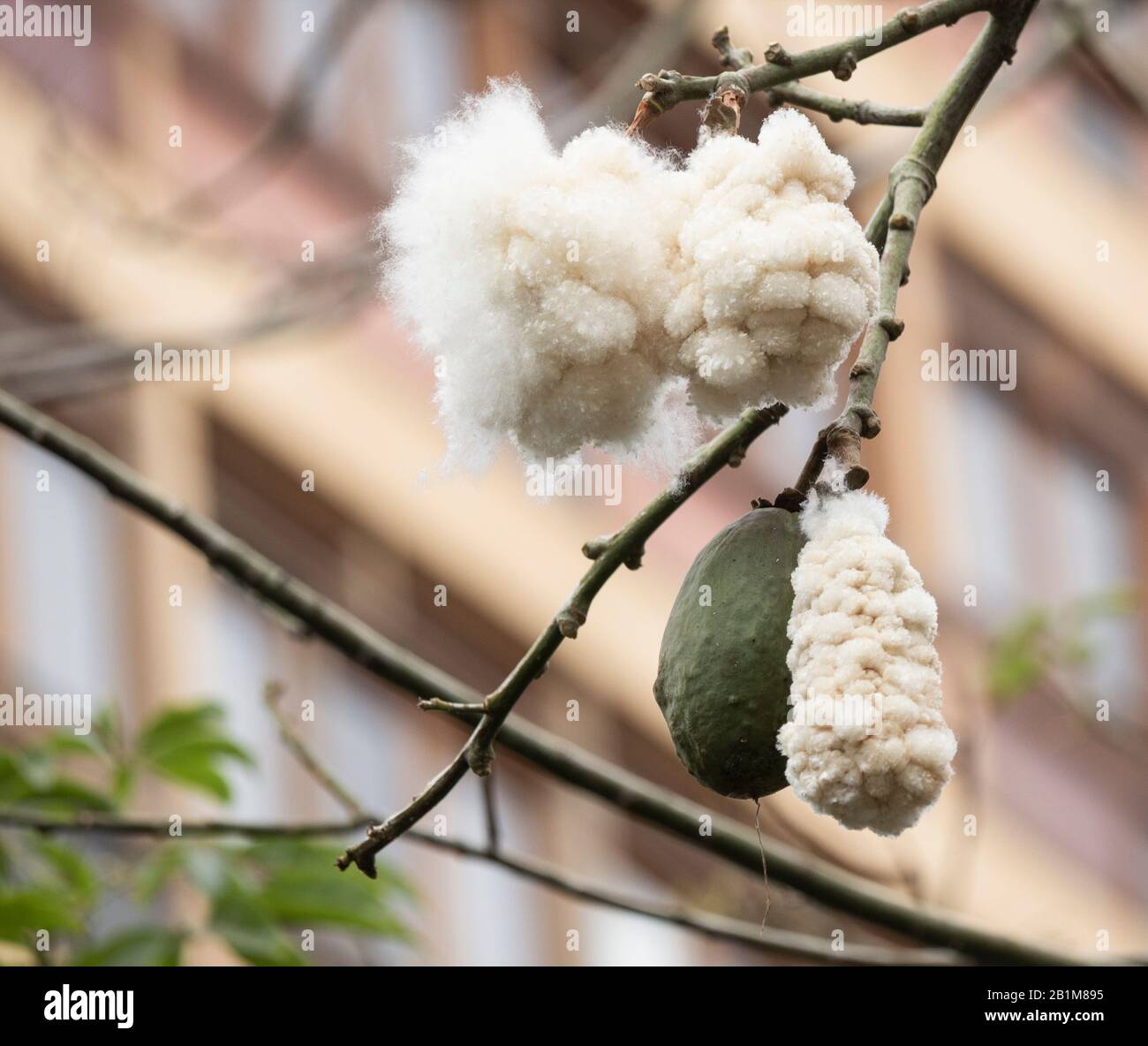 Silk like fibres in seed pods opening on Silk floss tree, Ceiba speciosa, formerly Chorisia speciosa. Stock Photo