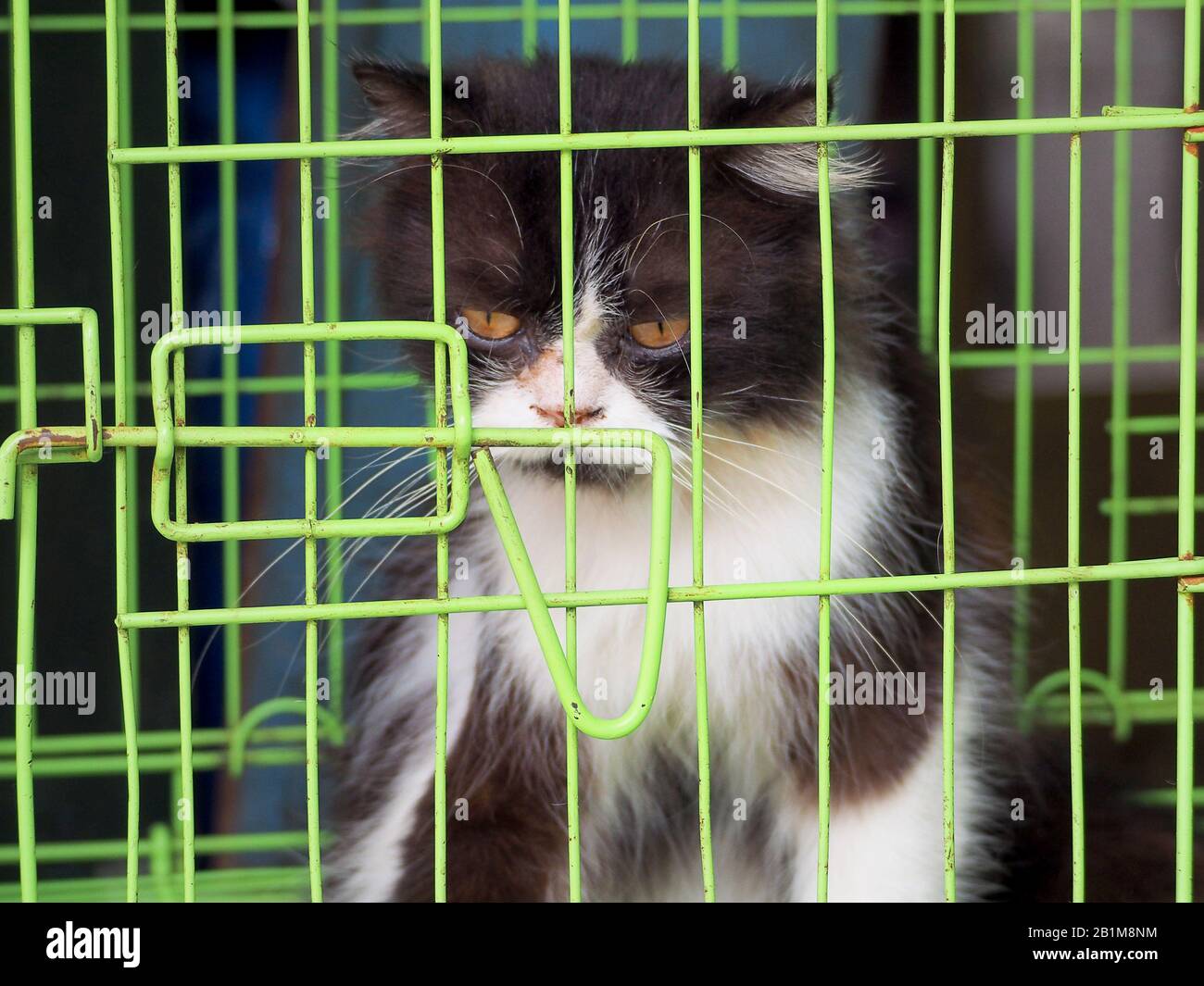 Cat in the cage on the market in Asia Stock Photo