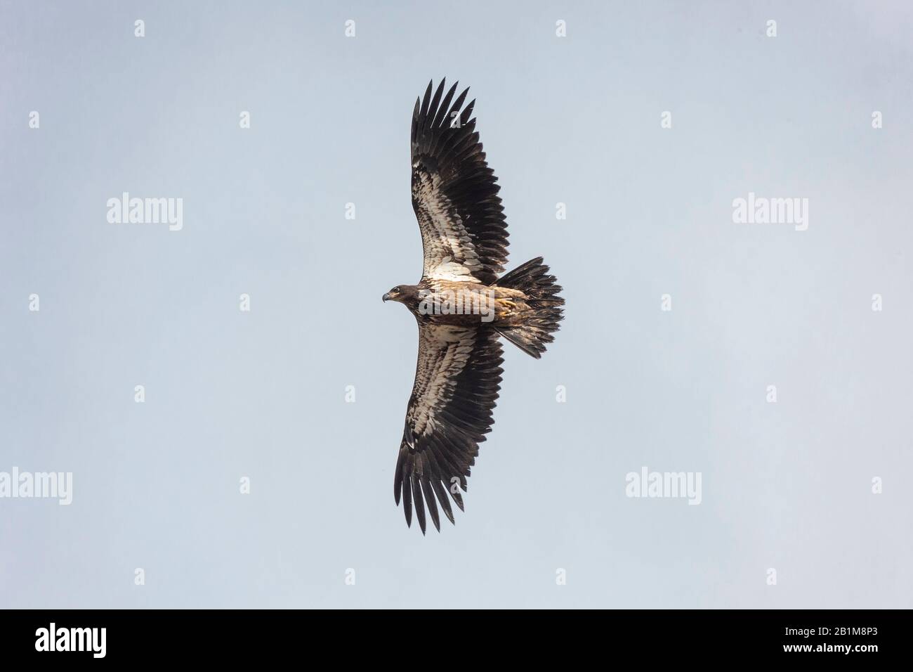 Flying juvenile Bald eagle in Vancouver BC Canada. Stock Photo