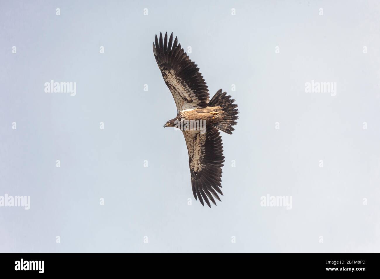 Flying juvenile Bald eagle in Vancouver BC Canada. Stock Photo