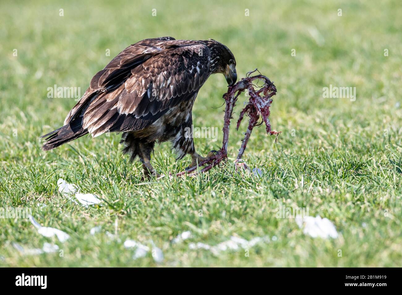 juvenile Bald eagle eating swan remains in Vancouver BC Canada. Stock Photo