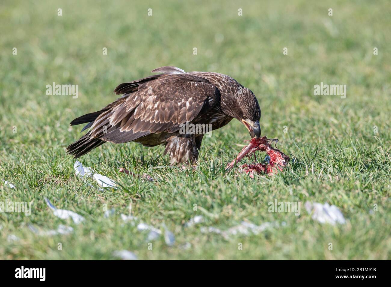 juvenile Bald eagle eating swan remains in Vancouver BC Canada. Stock Photo