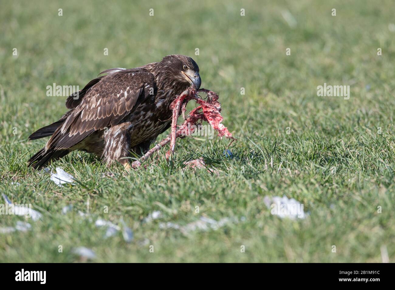 juvenile Bald eagle eating swan remains in Vancouver BC Canada. Stock Photo