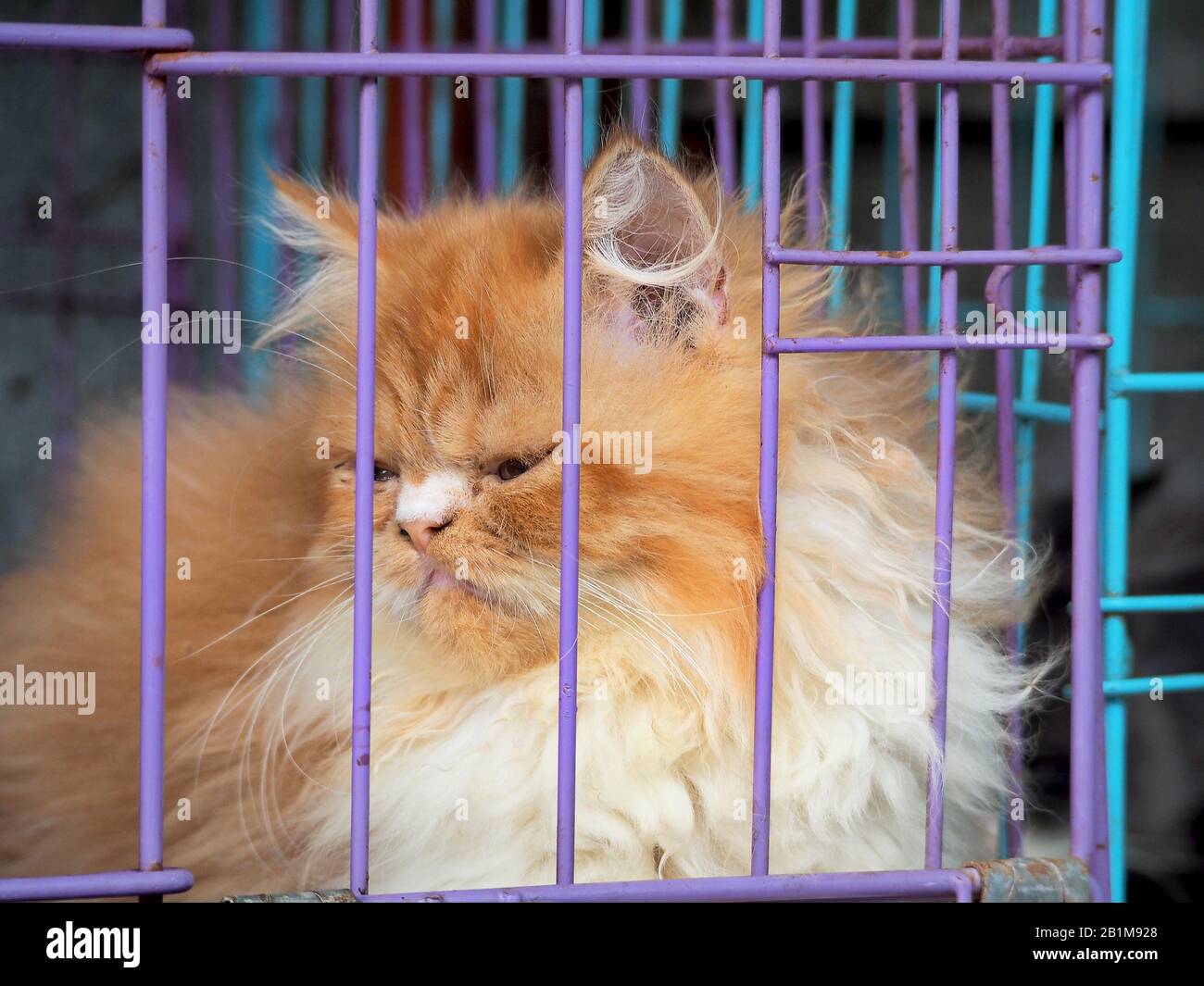 Cat in the cage on the market in Asia Stock Photo
