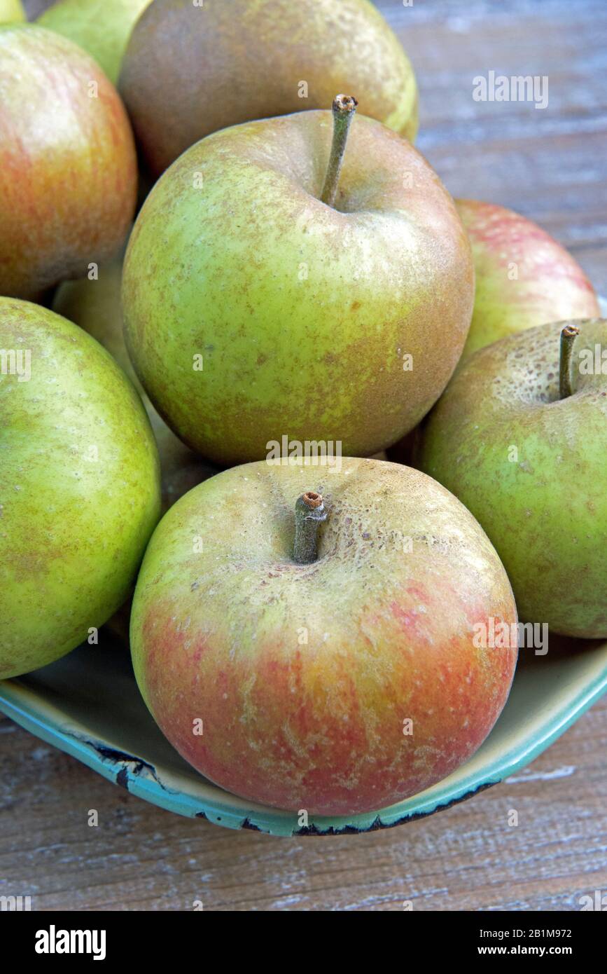 Ashmead's Kernel heritage apples Stock Photo