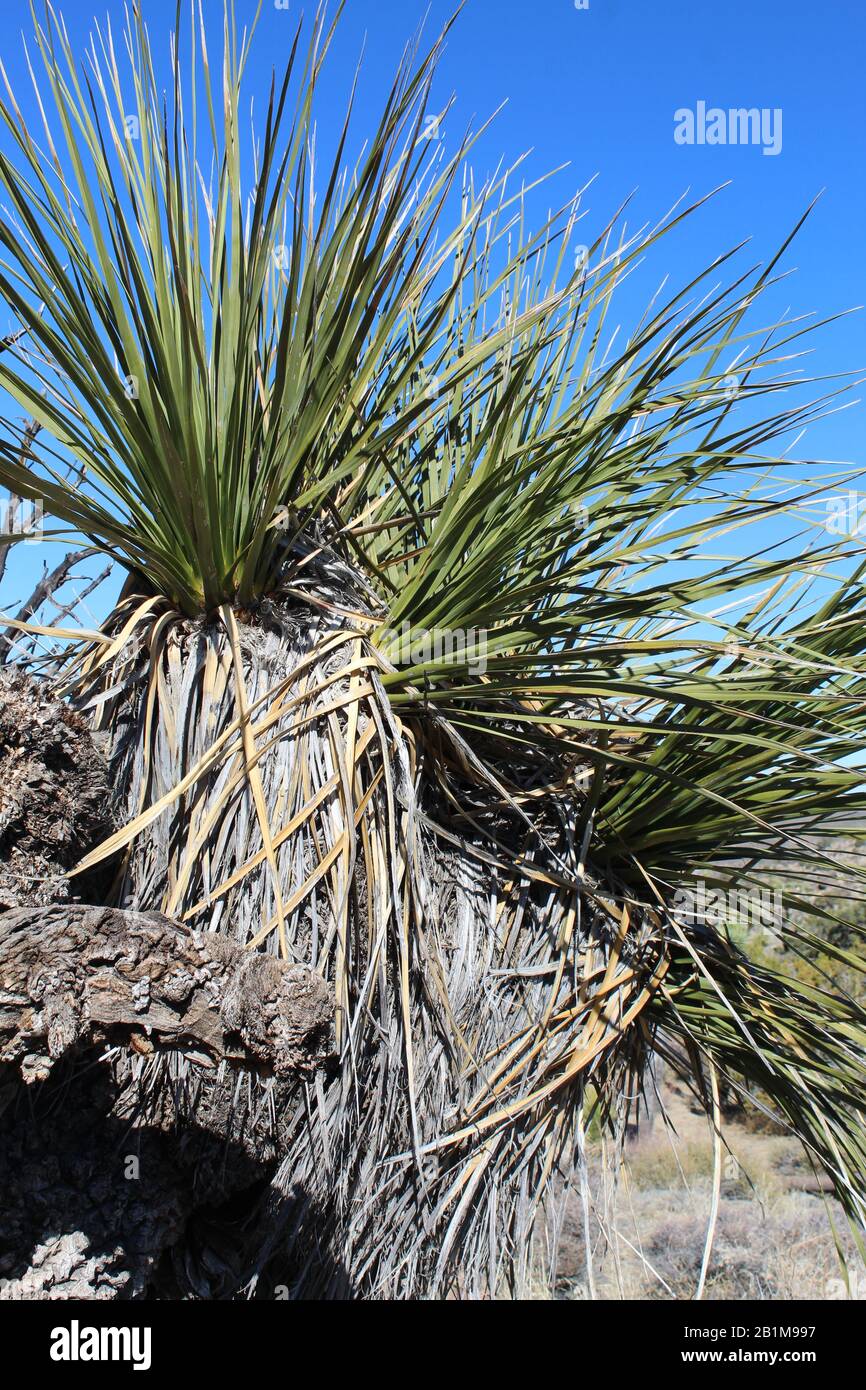 Although foliage of Parry Nolina, Nolina Parryi, a Southern Mojave Desert native, has a spiky resemblance, they are soft and strap like. Stock Photo