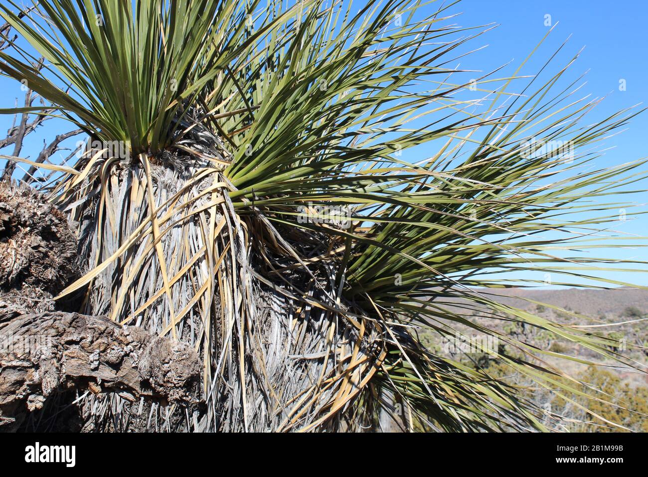 Although foliage of Parry Nolina, Nolina Parryi, a Southern Mojave Desert native, has a spiky resemblance, they are soft and strap like. Stock Photo