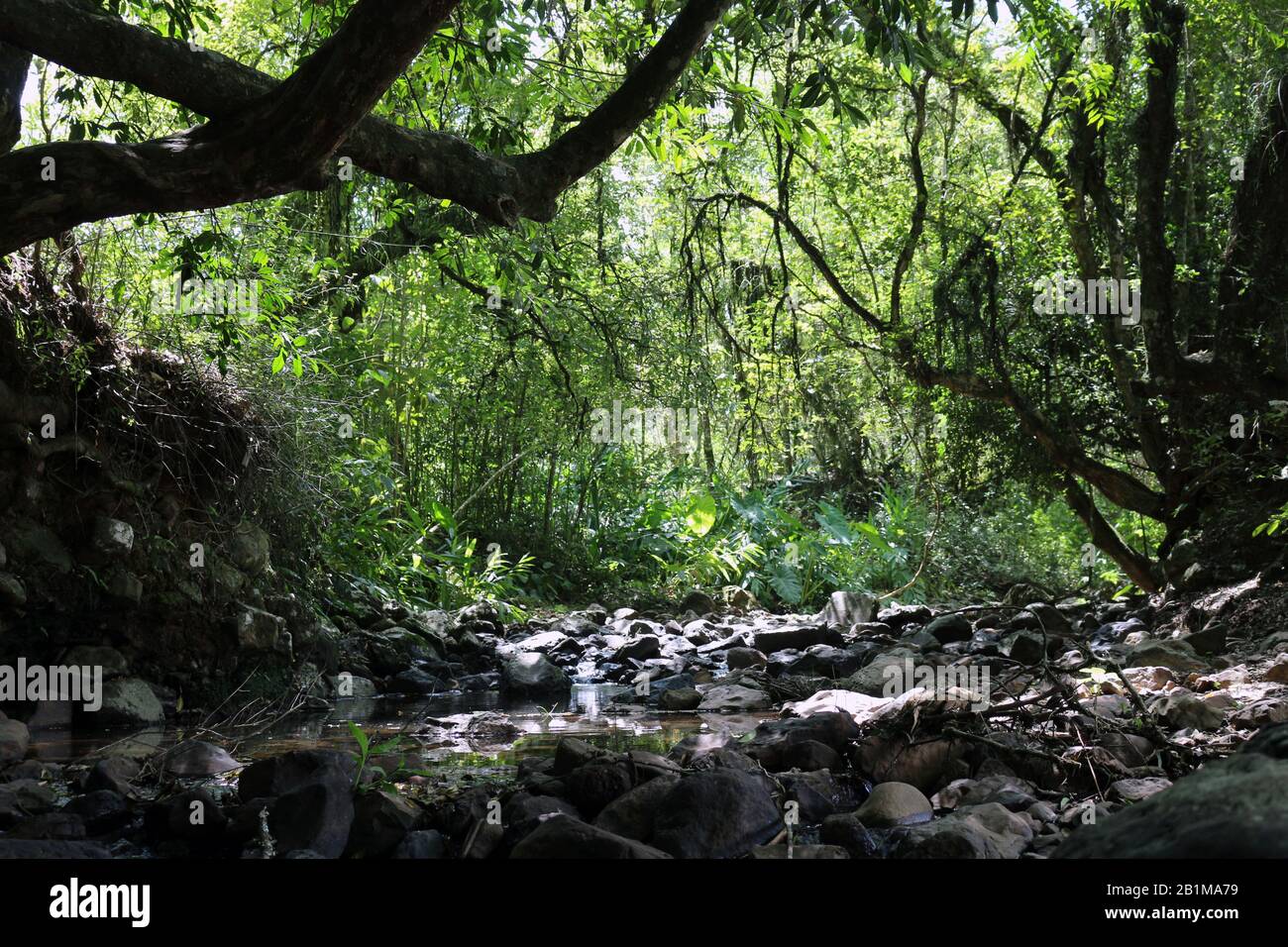 A small stream among the vegetation. Brazil has charms and beautiful corners amid nature. Stock Photo