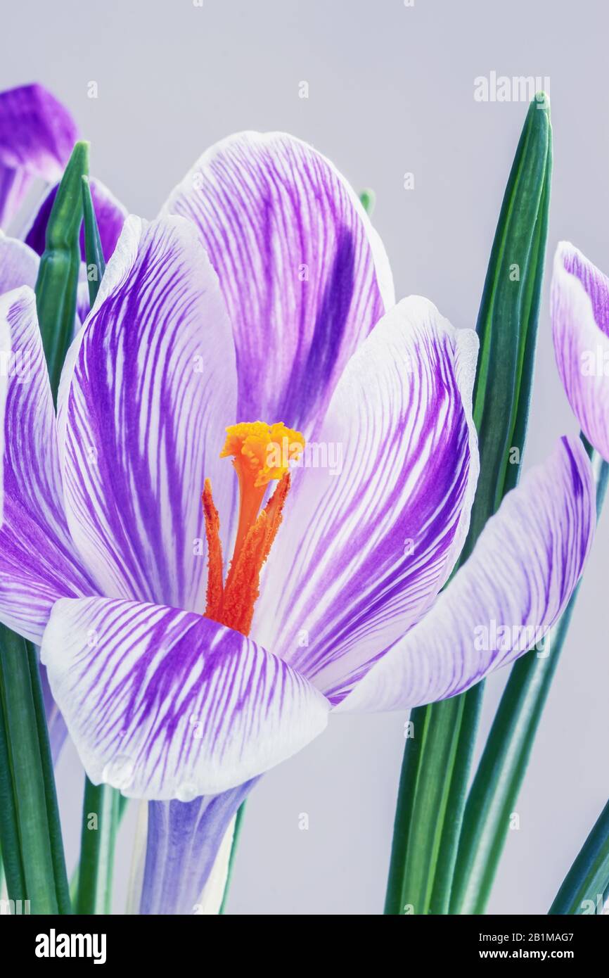 Picturesque crocus on a light gray background close-up, concept of spring holidays and primroses Stock Photo