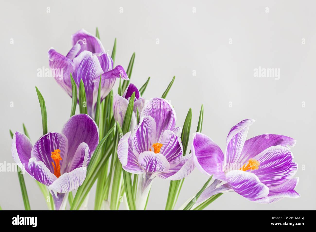 Picturesque bouquet of crocuses on a light gray background, the concept of spring holidays and primroses Stock Photo