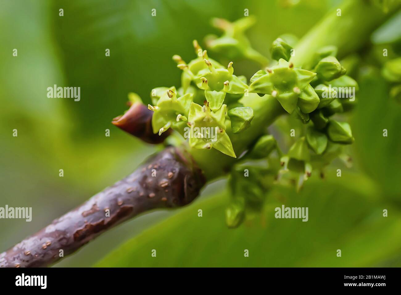 Euonymus europaeus, spindle, European spindle, or common spindle, fusoria, fusanum, ananbeam, shemshad rasmi hermaphrodite flowers rather inconspicuou Stock Photo