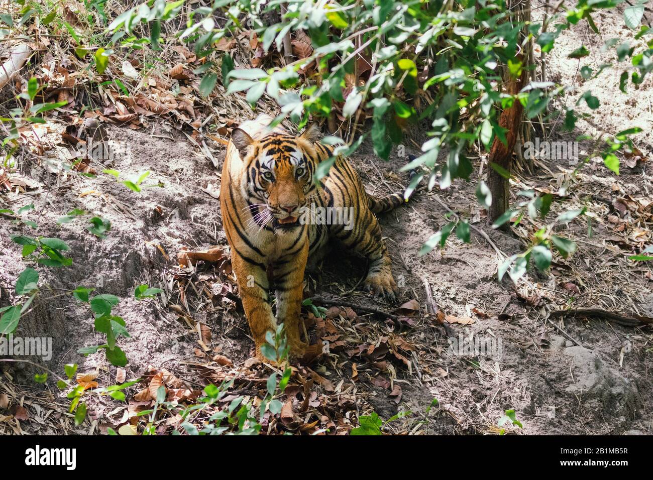 Tiger at Bandhavgarh National Park in Madhya Pradesh in India Stock Photo