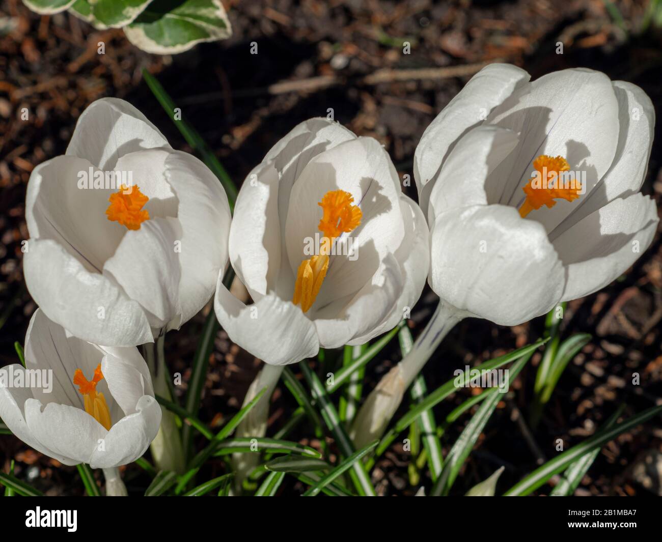 Closeup of four pretty white crocus flowers with pollen covered stamens and anthers Stock Photo
