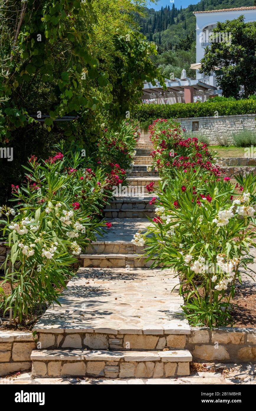 a pathway through a greek garden with white stone steps and decorative bushes on either side. Stock Photo