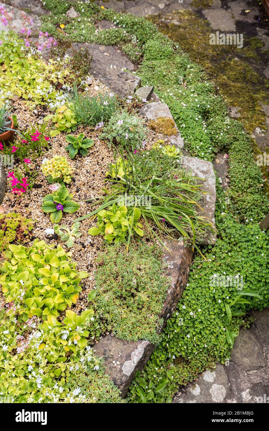 Flowers and leaf plants in border, Crickhowell, Wales, UK Stock Photo