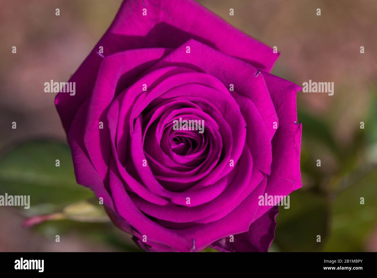 wonderful pink rose Stock Photo