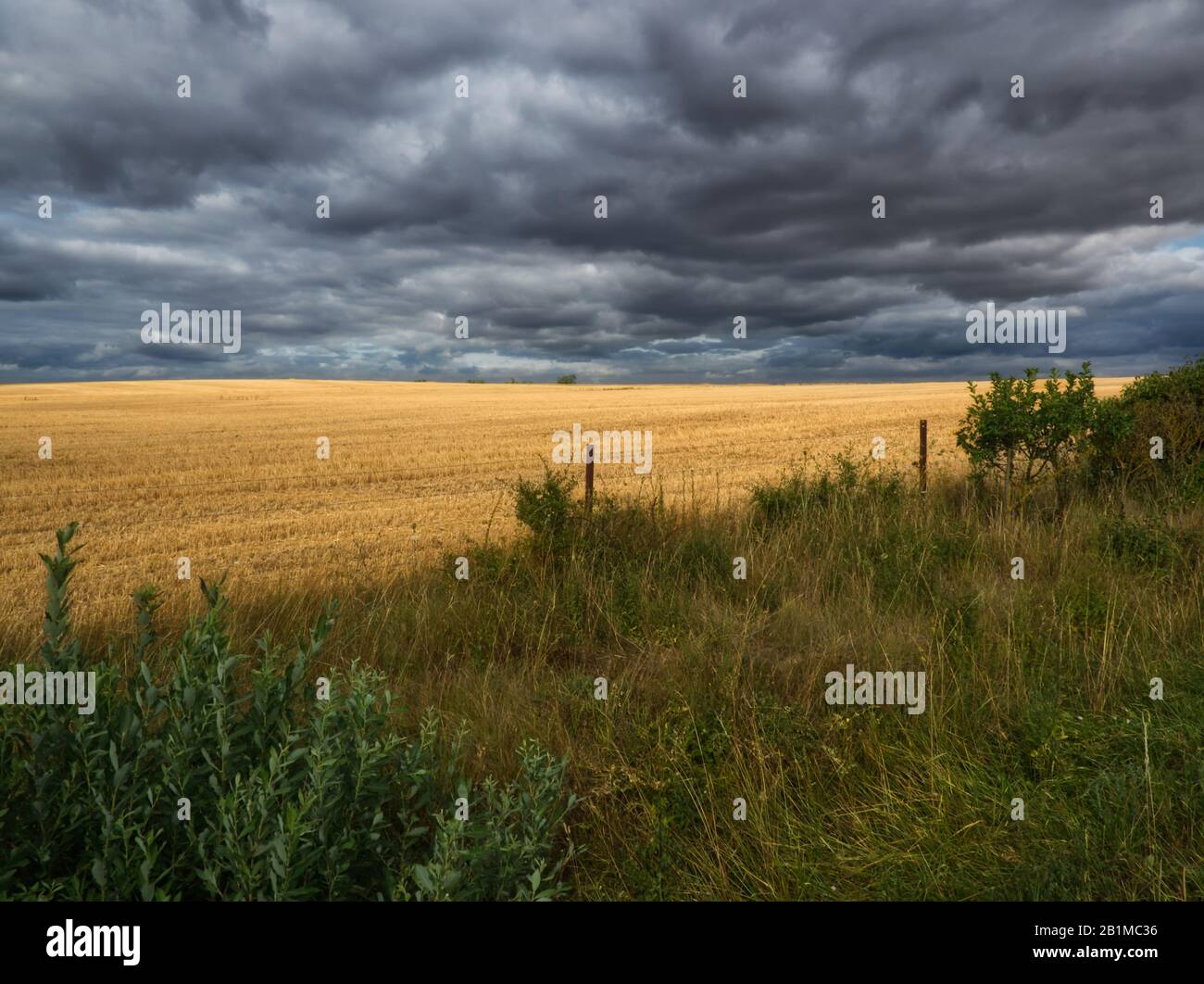 Light effect on wheat fields under a stormy sky Stock Photo