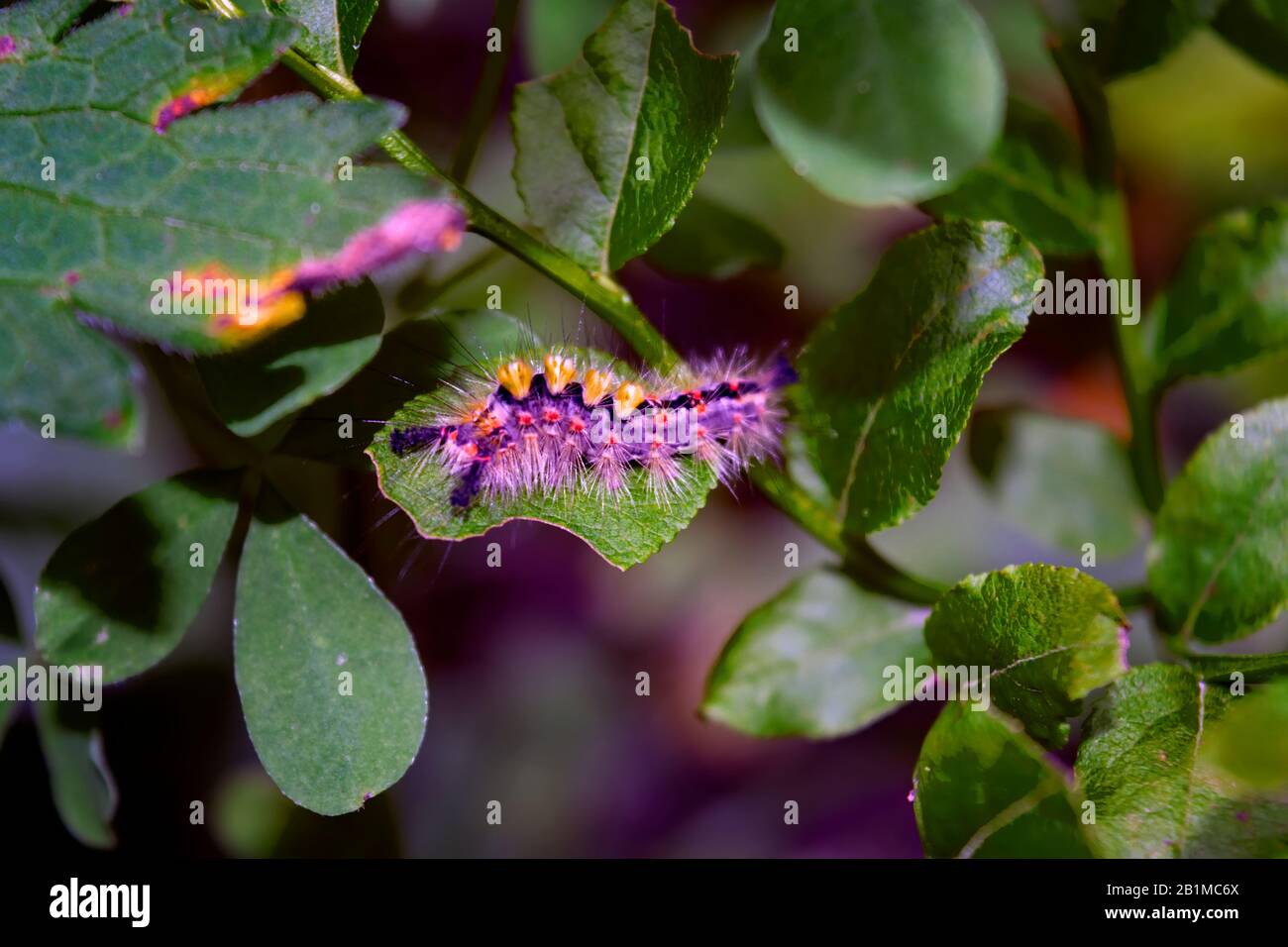 Close-up view of caterpillar with long black hairs. Caterpillar in its natural environment. Stock Photo