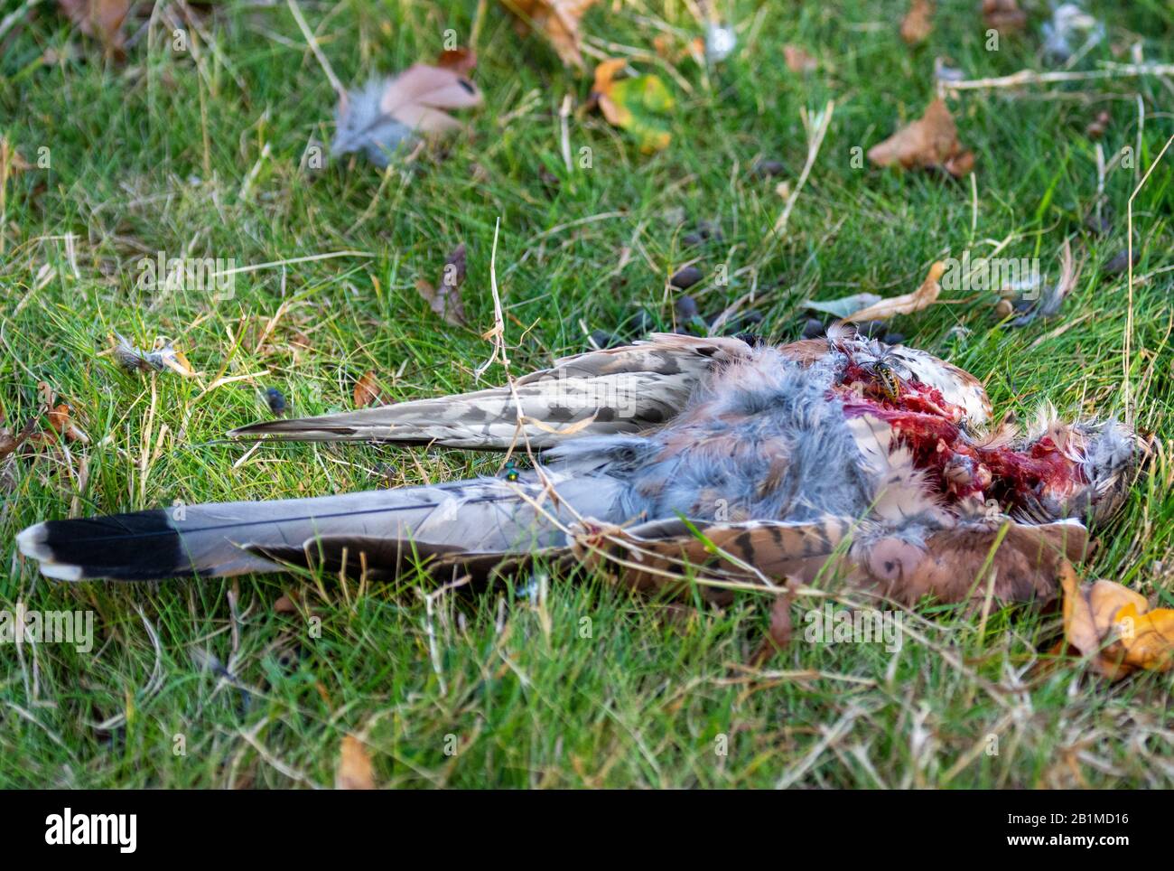 Dead Common kestrel (Falco tinnunculus) part eaten by peregrine falcon Stock Photo