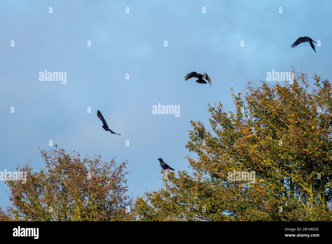 Juvenile rooks hi-res stock photography and images - Alamy