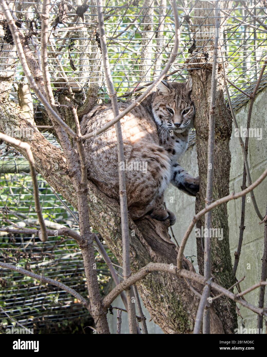 UK, Welwyn - October 2017: Asian wildcat in captivity - sitting in a tree Stock Photo