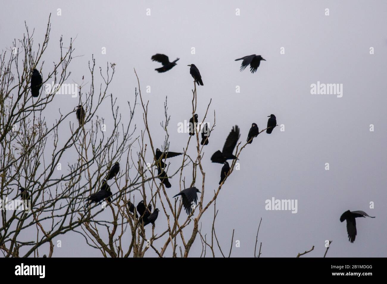 Rook flying hi-res stock photography and images - Alamy