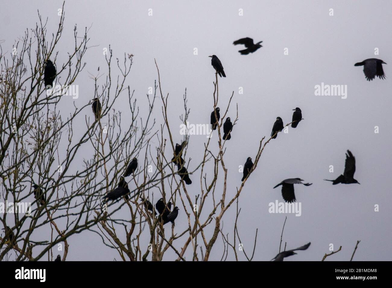 Flying rooks hi-res stock photography and images - Alamy