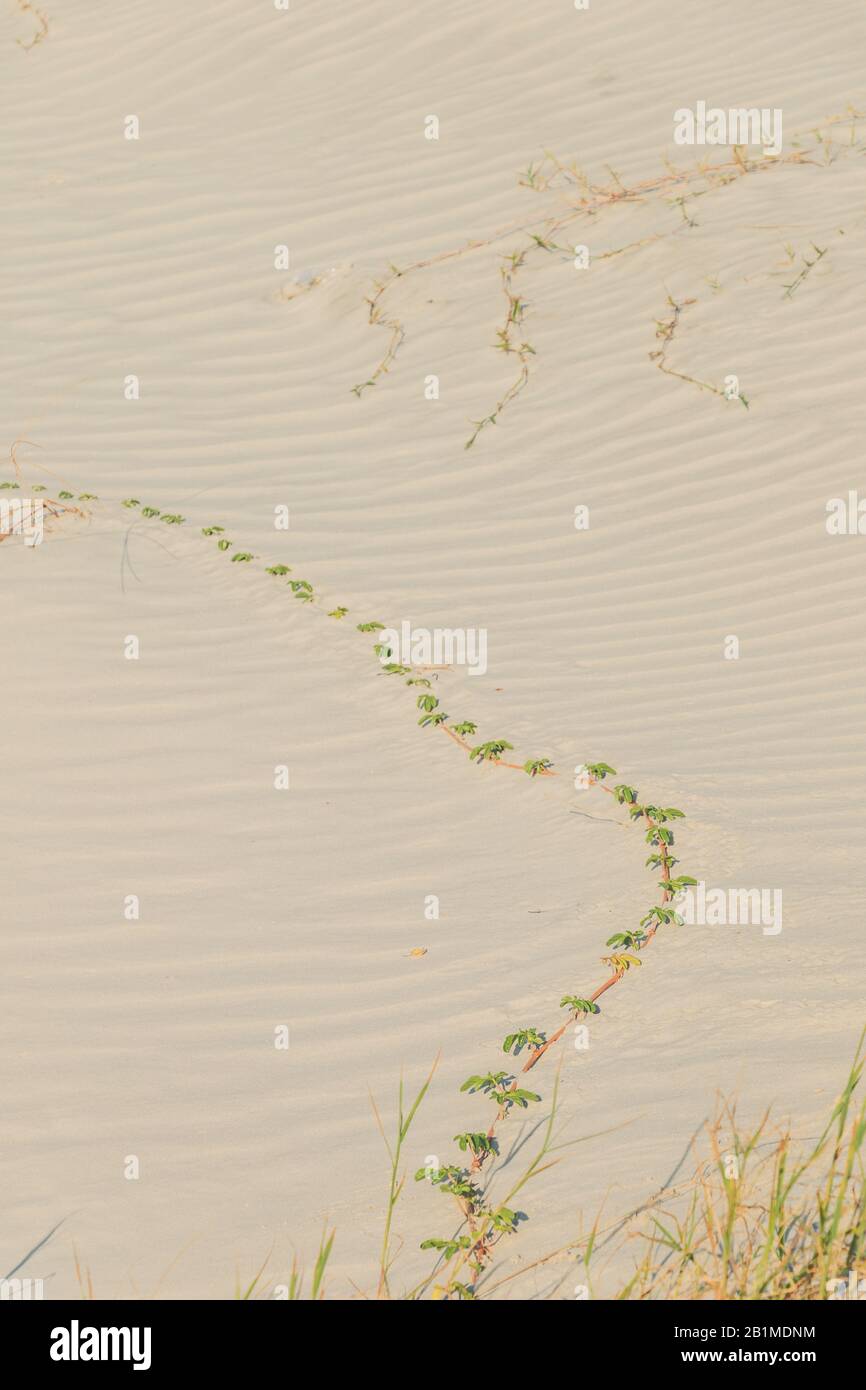 A vine crawls on the rippled wavy sand dunes of Jekyll Island beach in Georgia. Stock Photo