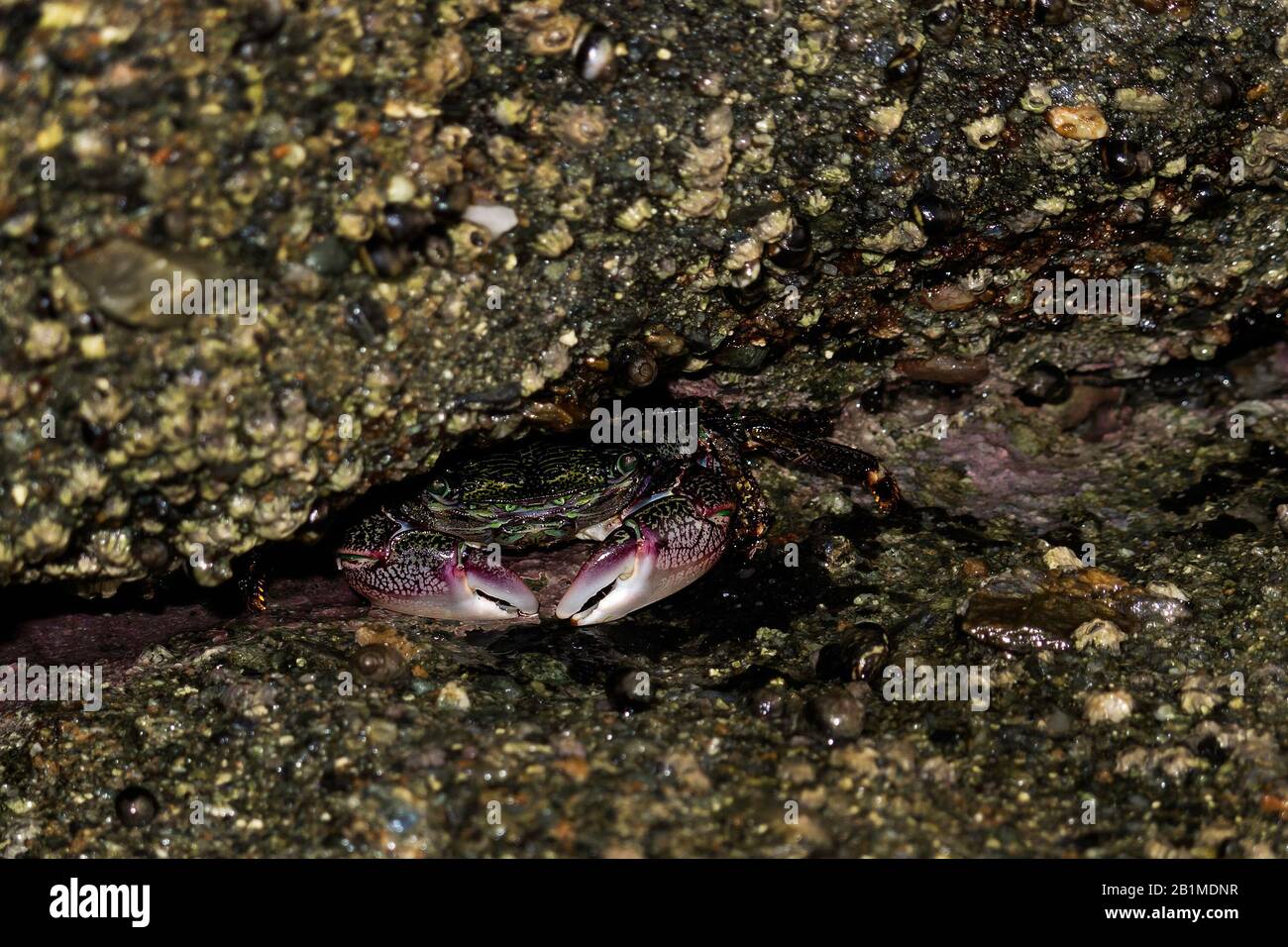 Striped (lined) shore crab (Pachygrapsus crassipes) shelters near rocks just outside a tidepool in southern California.  Crab is not underwater. Stock Photo