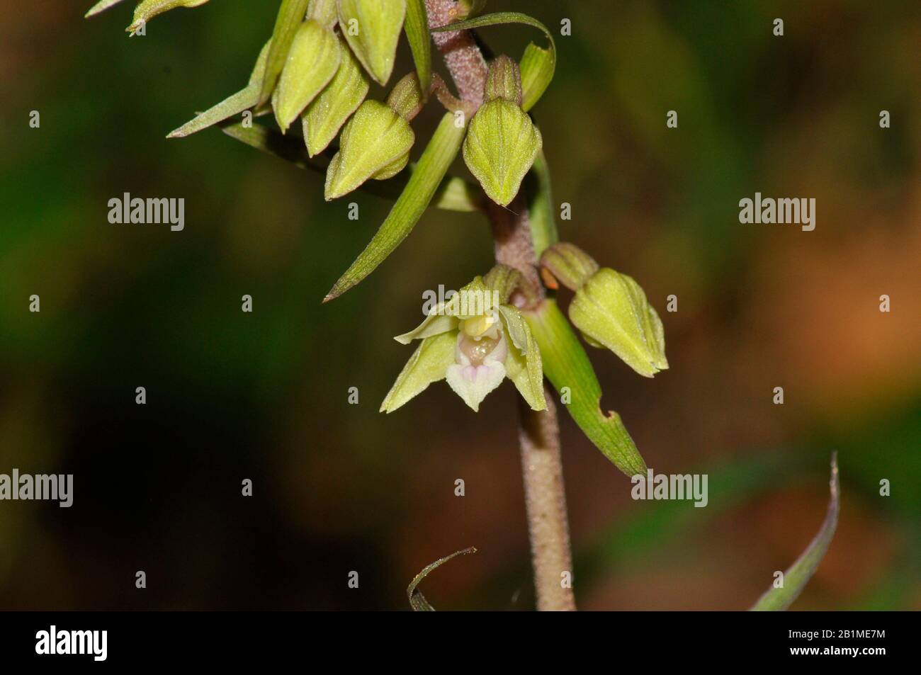 Narrow-lipped Helleborine, Epipactis leptochila, in woods near Henley, Oxfordshire, UK Stock Photo