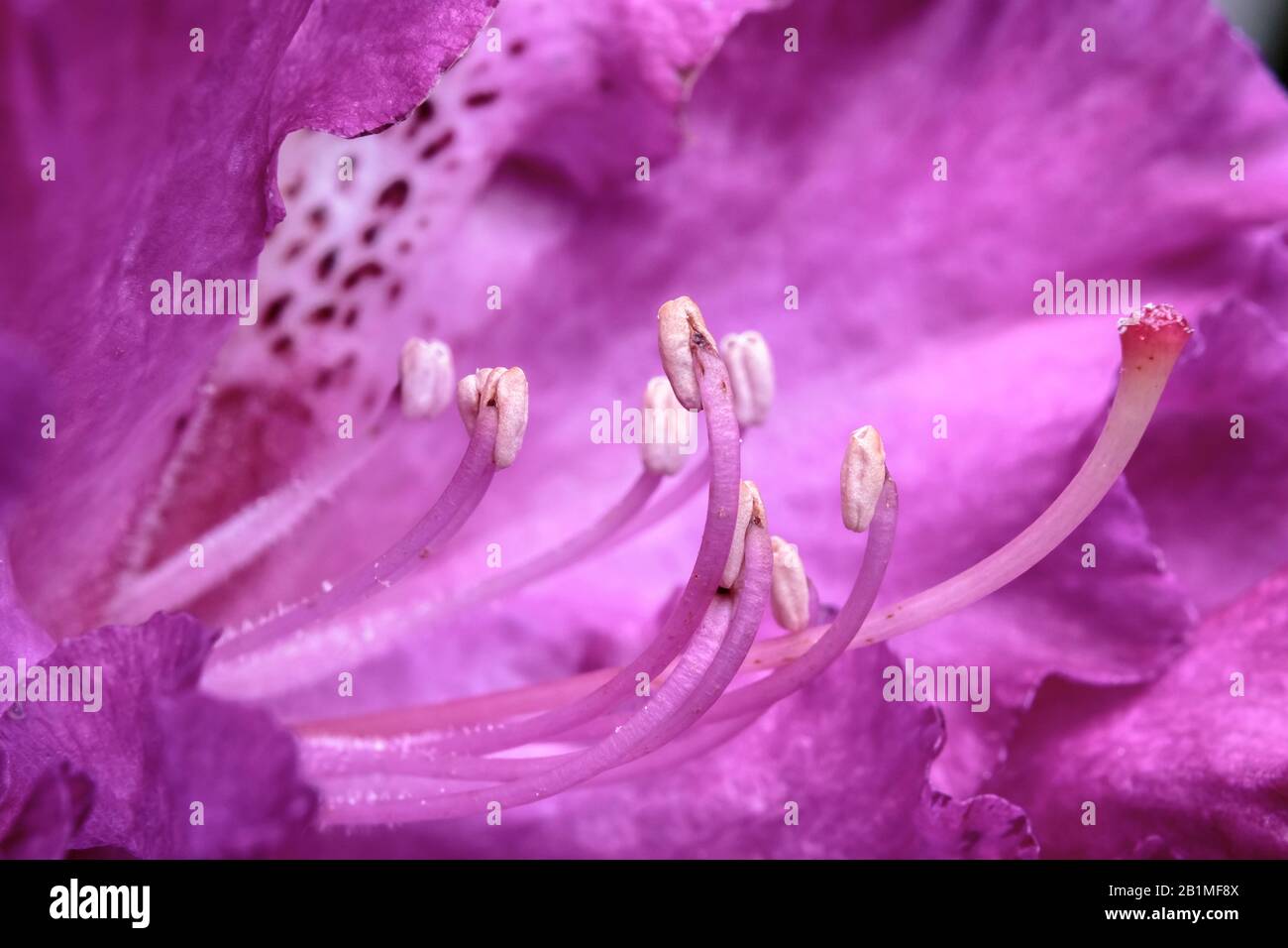 A close-up view inside a pink rhododendron blossom, with its prominent stamens, anthers and stigma (the reproductive organs of a flowering plant). Stock Photo