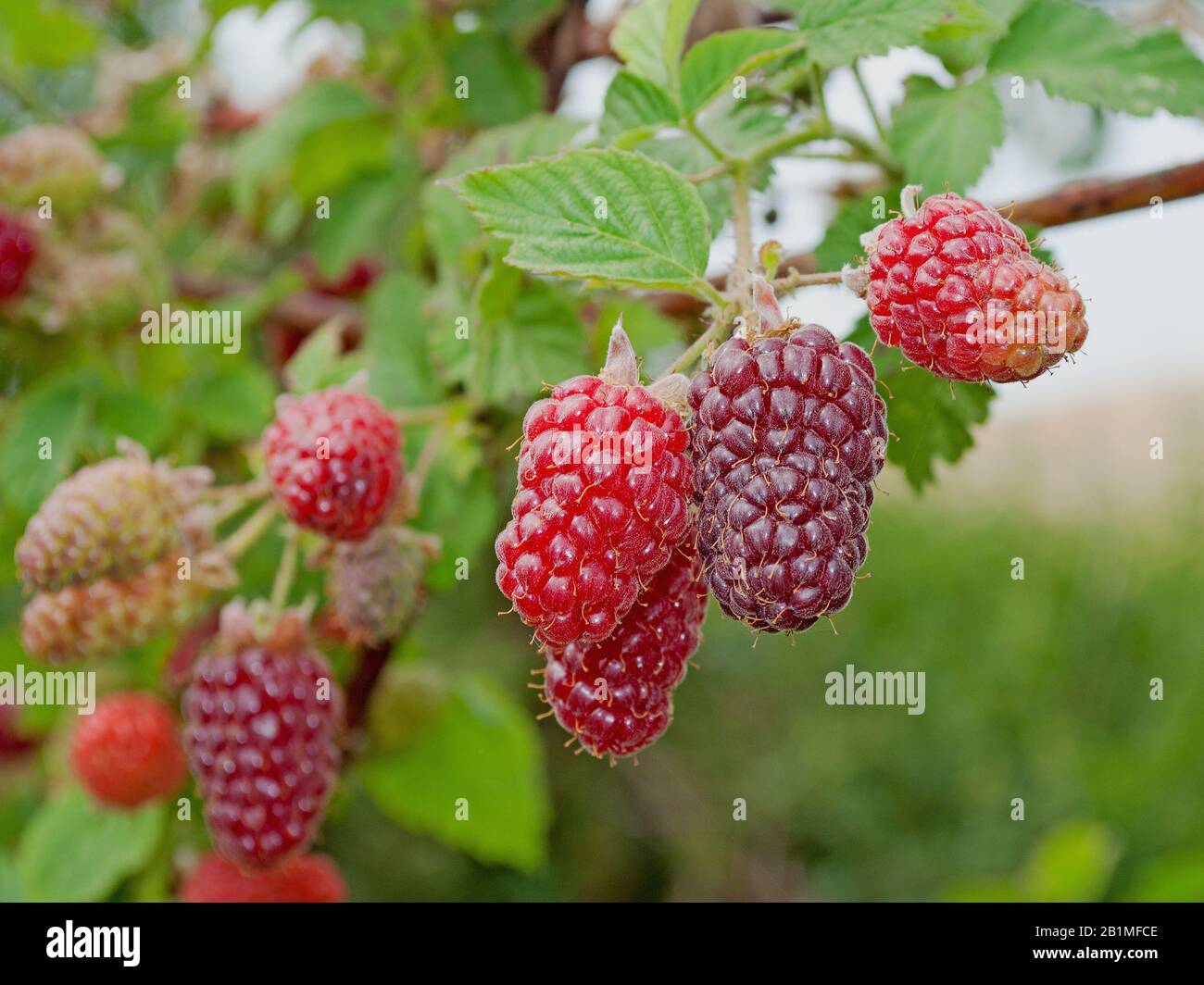 Tayberries on shrub in the garden Stock Photo