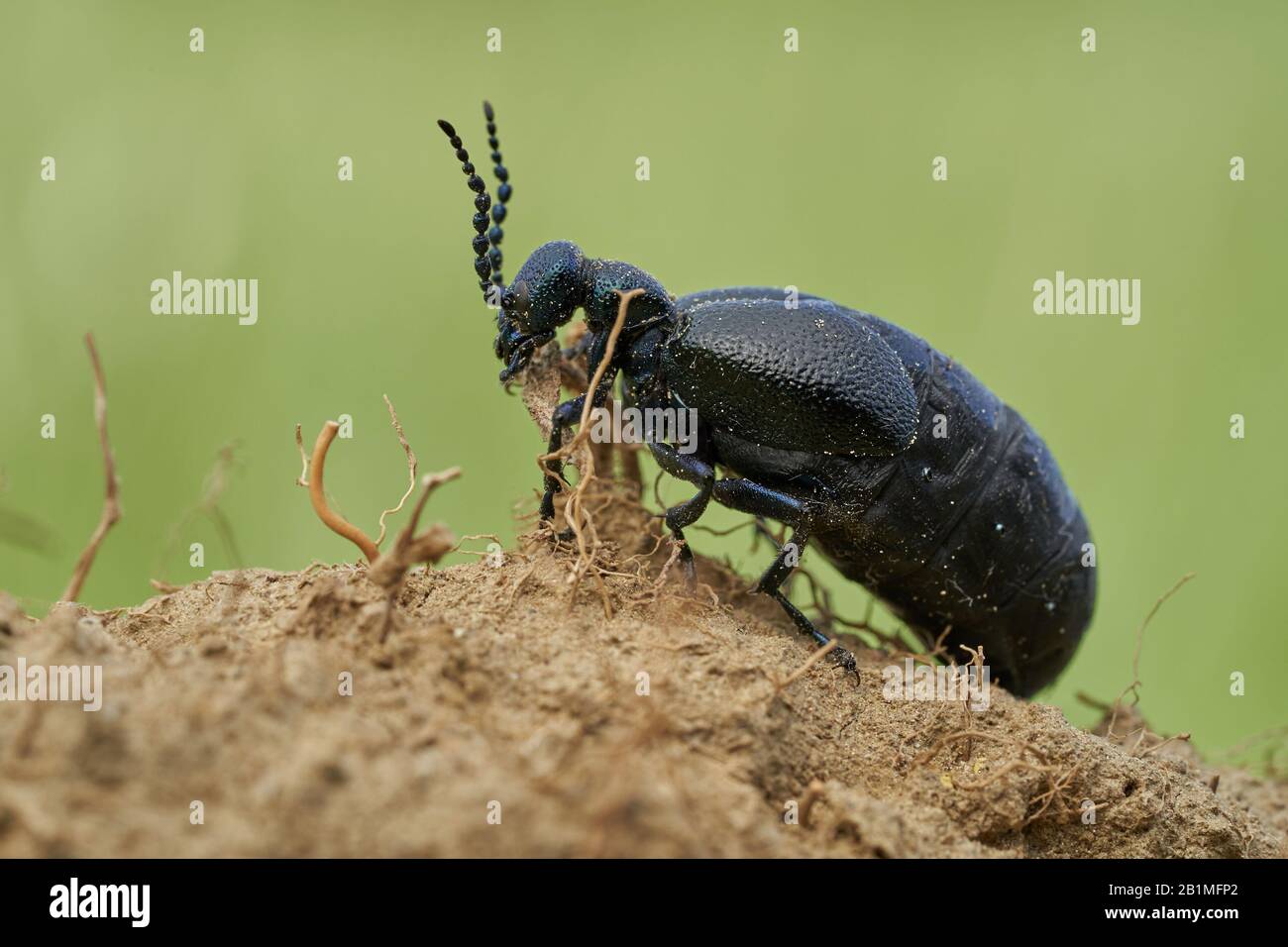 Oil Beetle Meloe proscarabaeus in Czech Republic Stock Photo