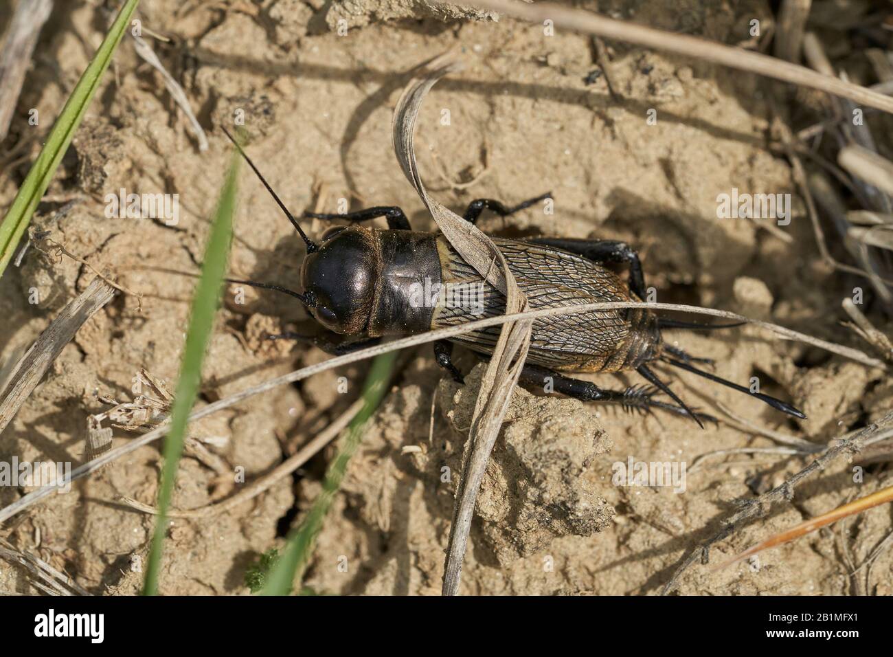 Field cricket Gryllus campestris in Czech Republic Stock Photo