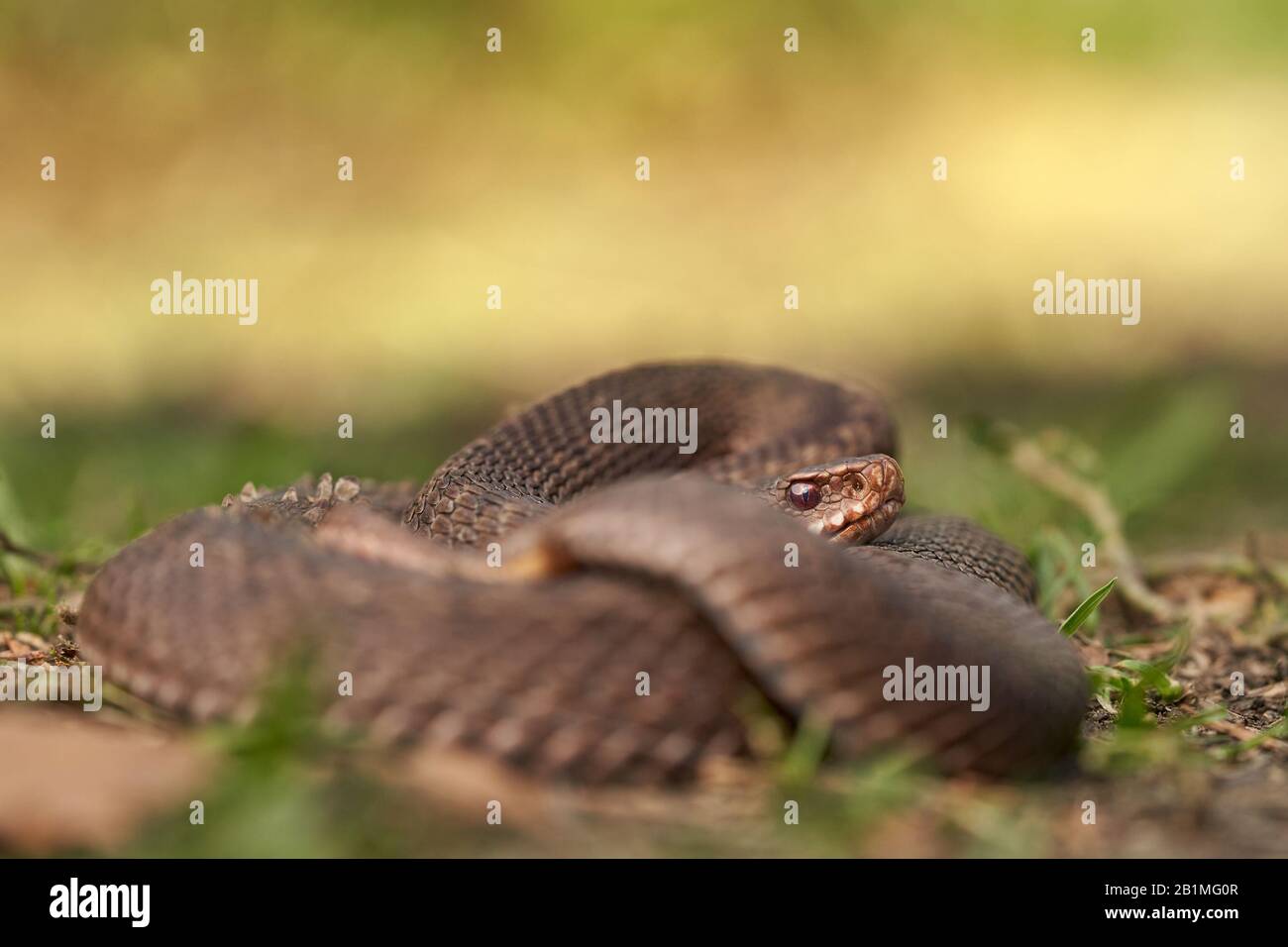 Female of European viper Vipera berus in Czech Republic Stock Photo