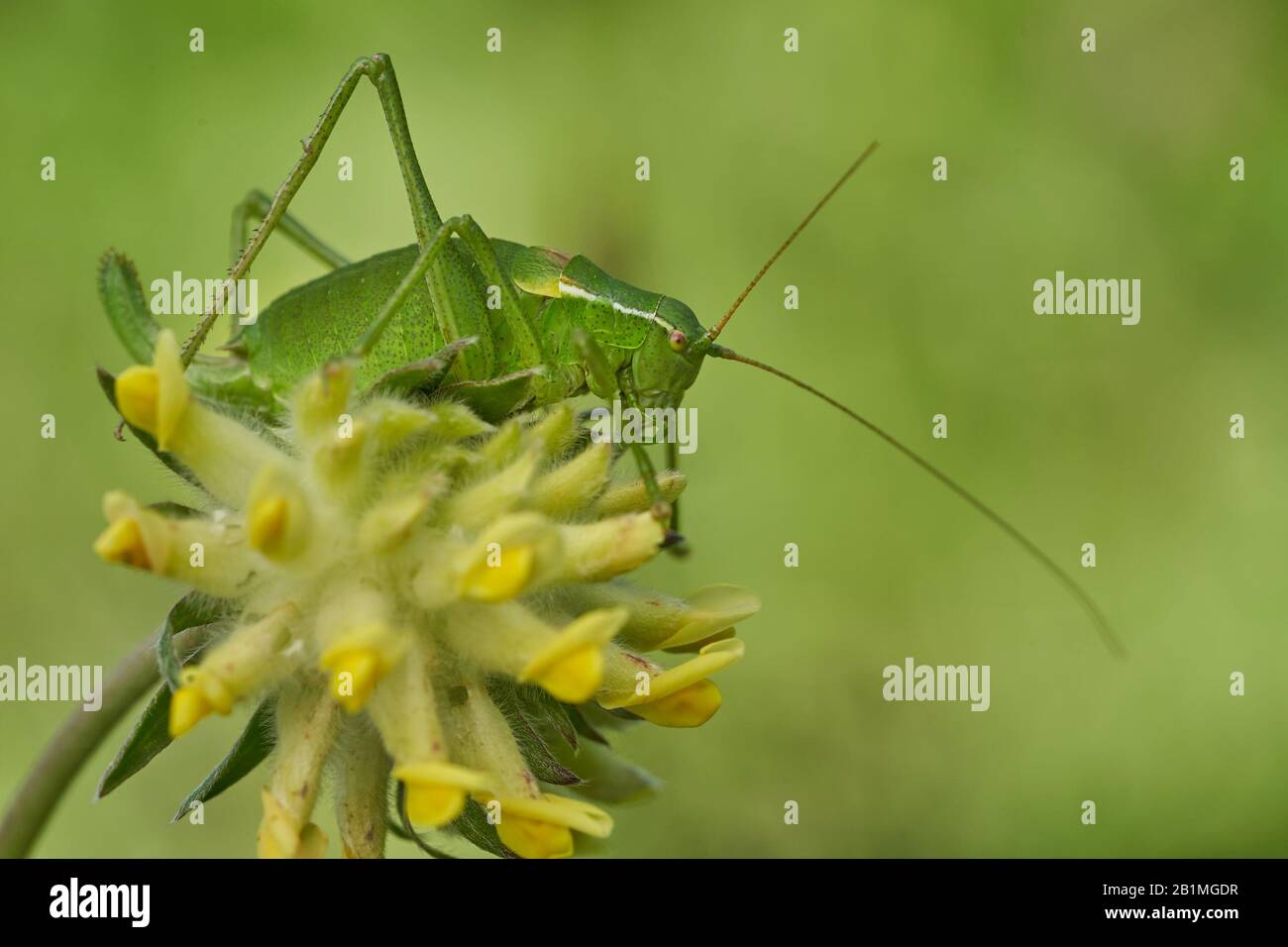 Krauss's bush-cricket, Isophya kraussi, in Slovakia West Tatras Mountain Stock Photo