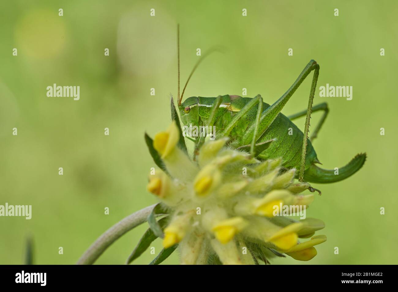 Krauss's bush-cricket, Isophya kraussi, in Slovakia West Tatras Mountain Stock Photo