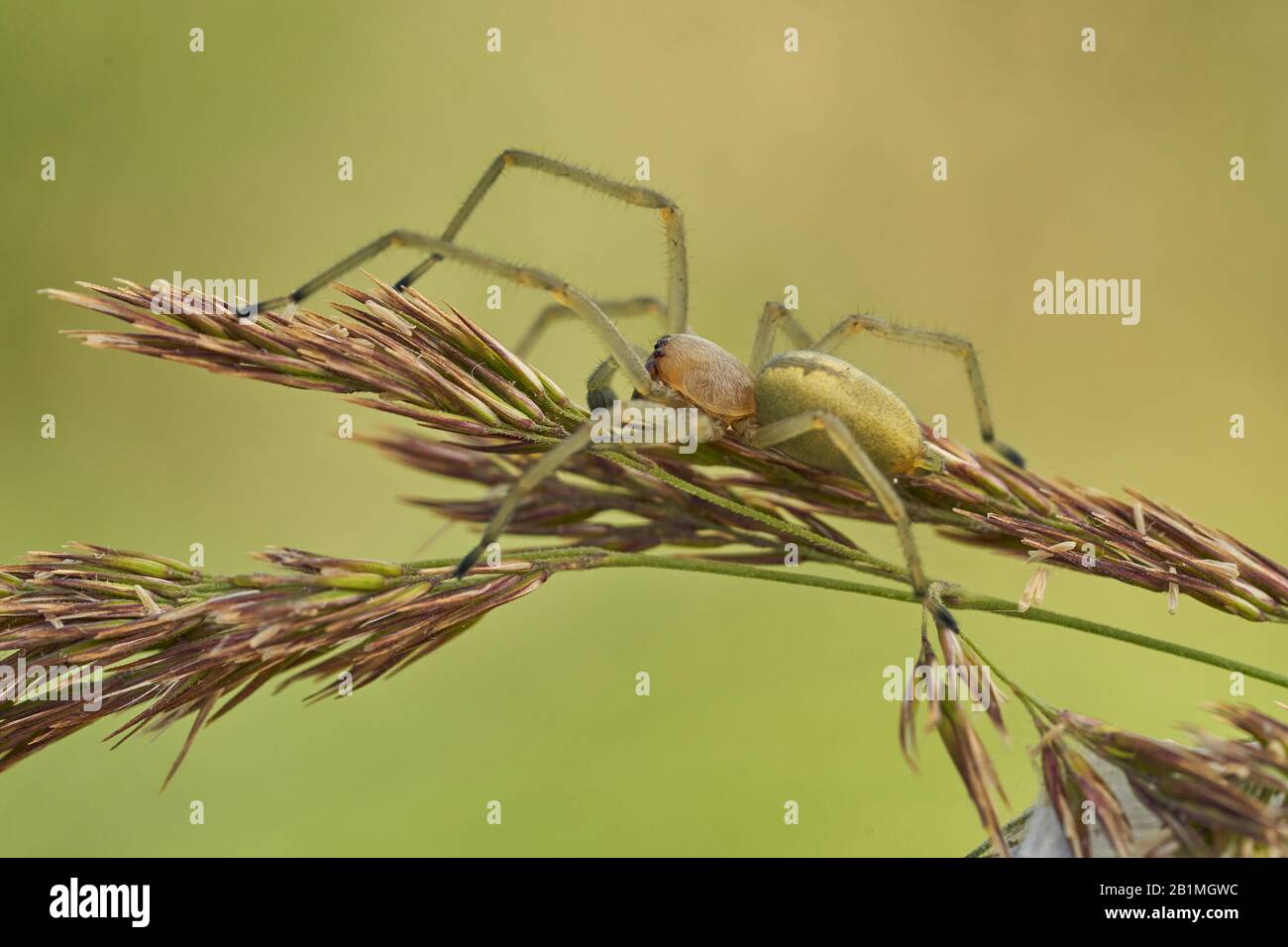 Yellow sac spider Cheiracanthium punctorium in Czech Republic Stock Photo
